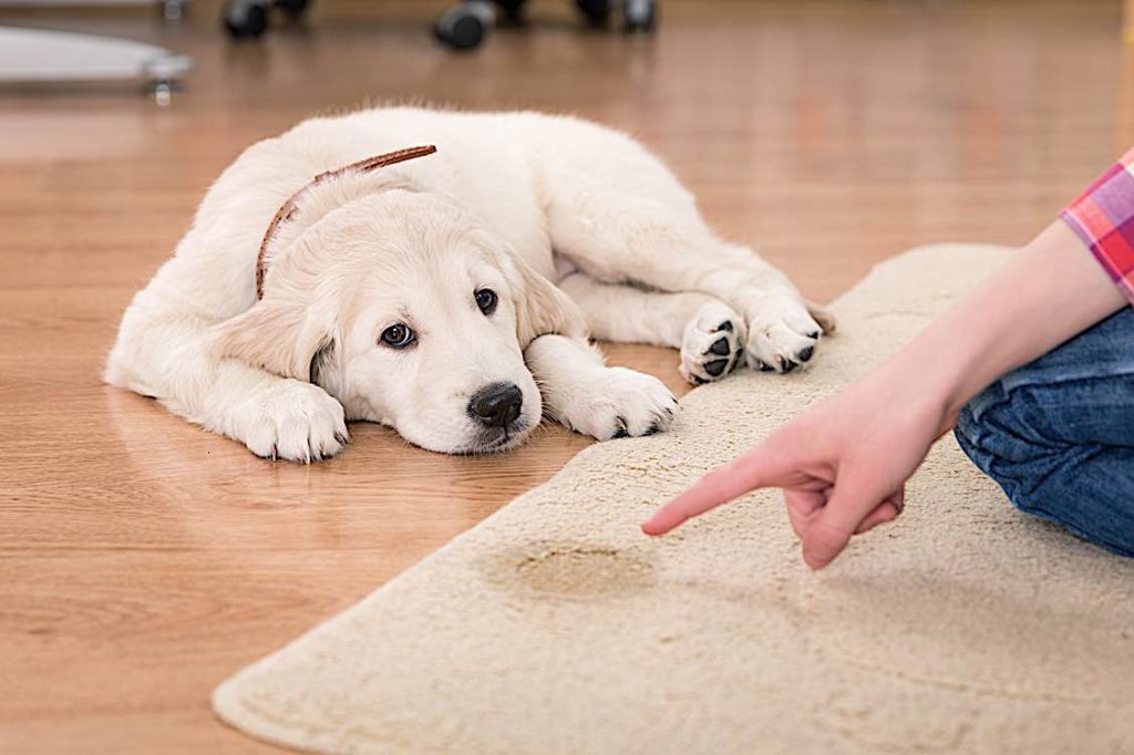 Puppy pee on carpet theory of HR management Pivotal HR Solutions Blog