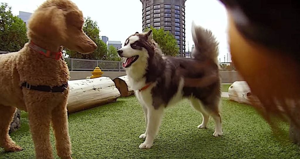 Pet Perks: How important are they? Data indicates it is very important in competitive employment market 7 Amazon dog deck in Seattle campus 6000 dogs at work Pivotal HR Solutions Blog