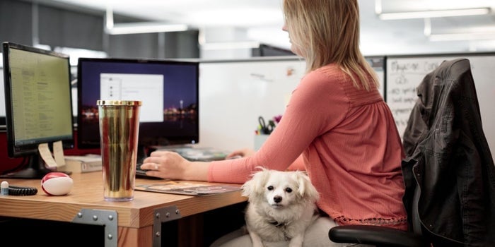 Amazons pet friendly workplace