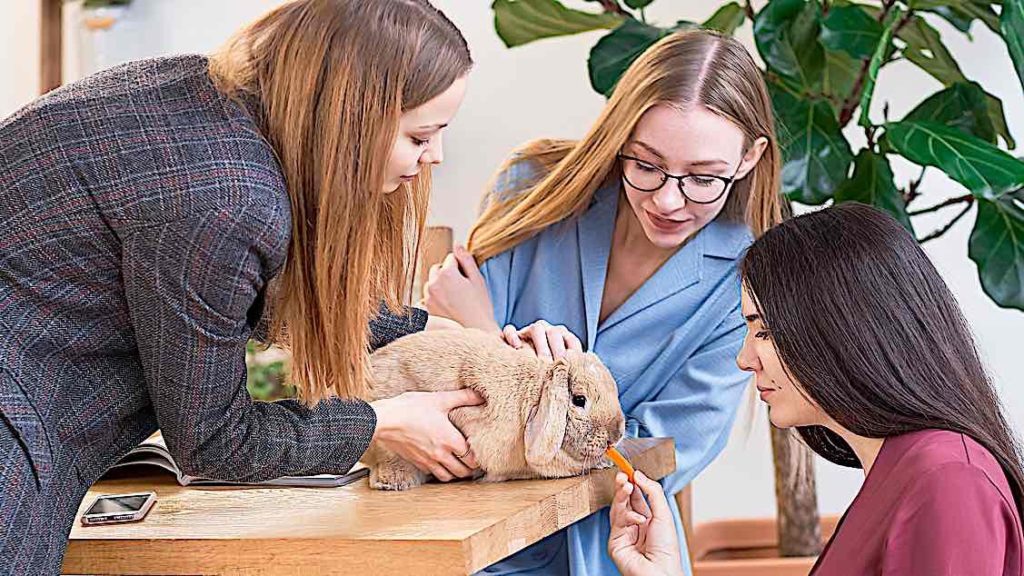 Bunnies in the workplace Pivotal HR Solutions Blog