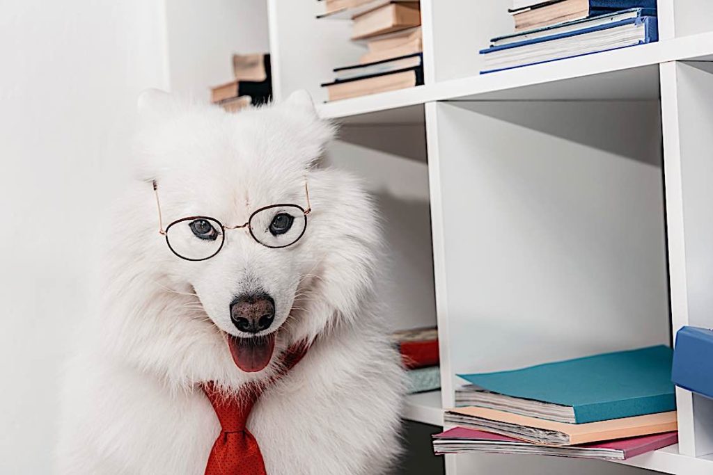 Pet Perks: How important are they? Data indicates it is very important in competitive employment market 2 Dog workplace Pivotal HR Solutions Blog