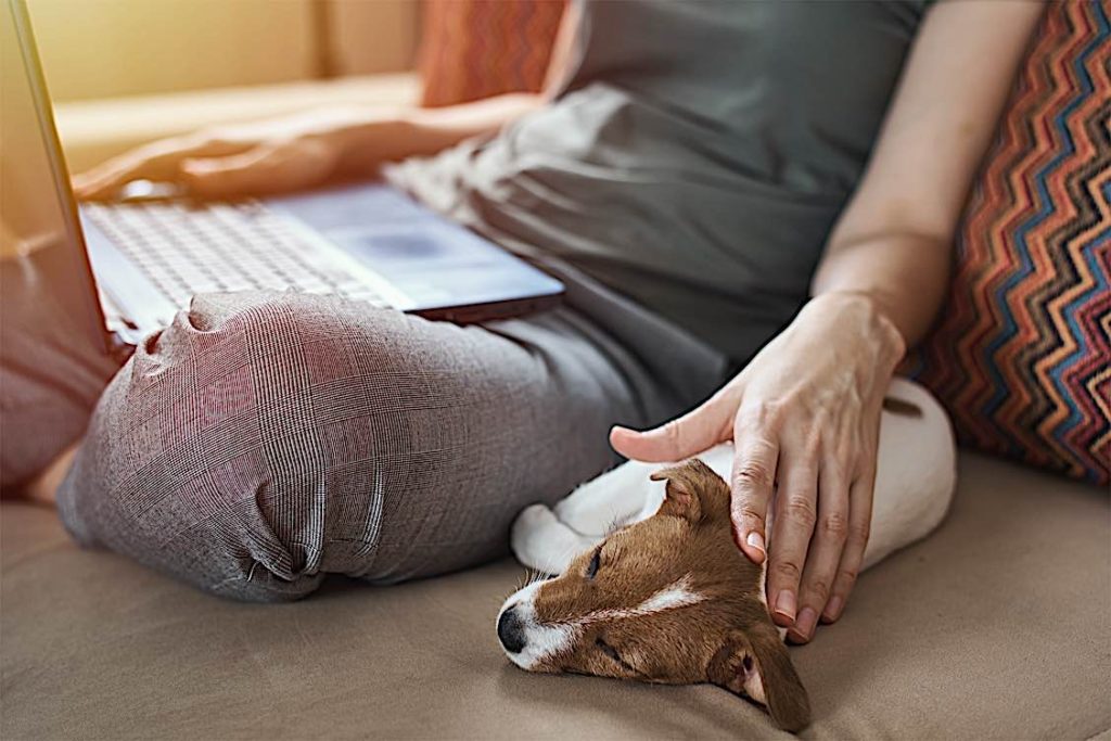 One of the rewards of home work is pets and family Pivotal HR Solutions Blog